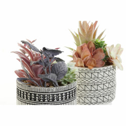 Planta Decorativa DKD Home Decor Cactus Resina Polietileno 11 x 11 x 2