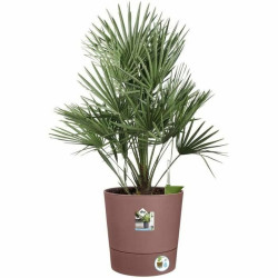 Maceta Autorriego Elho  Marrón Plástico Ø 30 cm