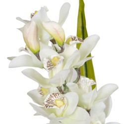 Planta Decorativa Bambú Polietileno Hierro Cemento Tejido 45 x 45 x 1