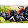 Tijera para Jardín Stocker Recolección de fruta y verdura Uvas 19 cm