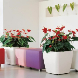 Maceta Autorriego Lechuza Rojo 50 x 50 x 46,5 cm Plástico