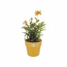 Maceta Elho Ocre Ø 30 cm