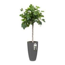 Maceta Elho 8400212542500 Antracita Plástico Redondo Ø 35 cm Ø 34,5