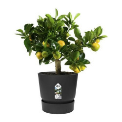 Maceta Elho Greenville Negro Plástico Redonda Redondo Ø 30 cm Ø 29,