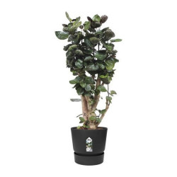Maceta Elho Greenville Negro Plástico Redondo Redonda Ø 40 cm Ø 39