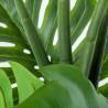 Planta Decorativa Alexandra House Living Plástico Monstera 150 cm