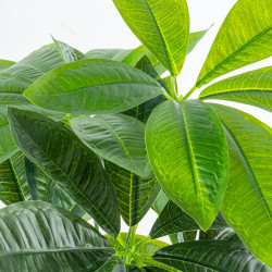 Planta Decorativa Alexandra House Living Plástico Pachira aquatica 90