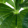 Planta Decorativa Alexandra House Living Plástico Pachira aquatica 90