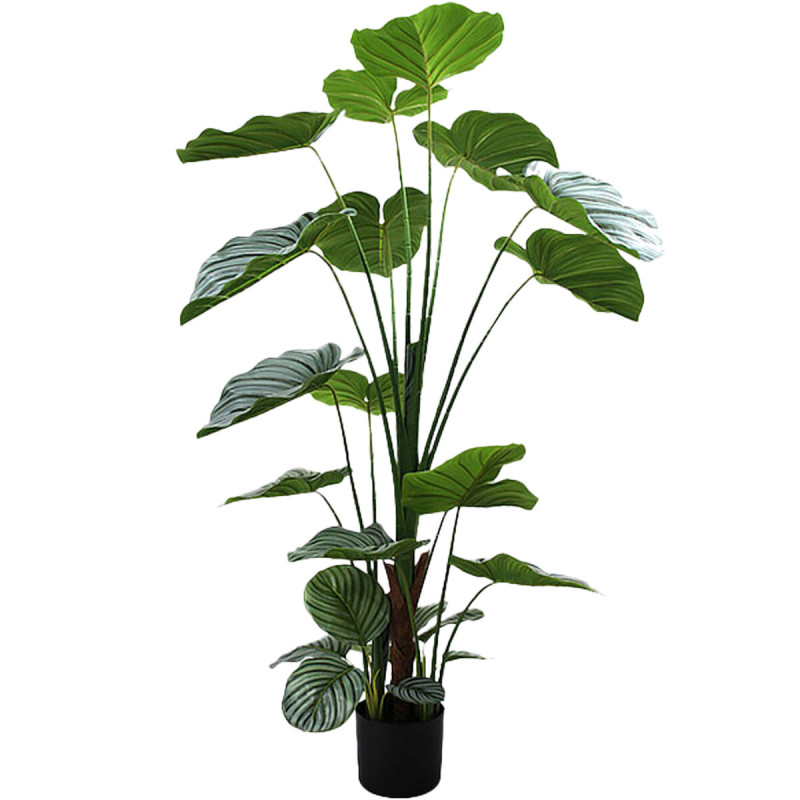 Planta Decorativa Alexandra House Living Plástico Calathea 150 cm Planta Decorativa Alexandra House Living Plástico Calathea 150 cm